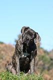 CANE CORSO 956